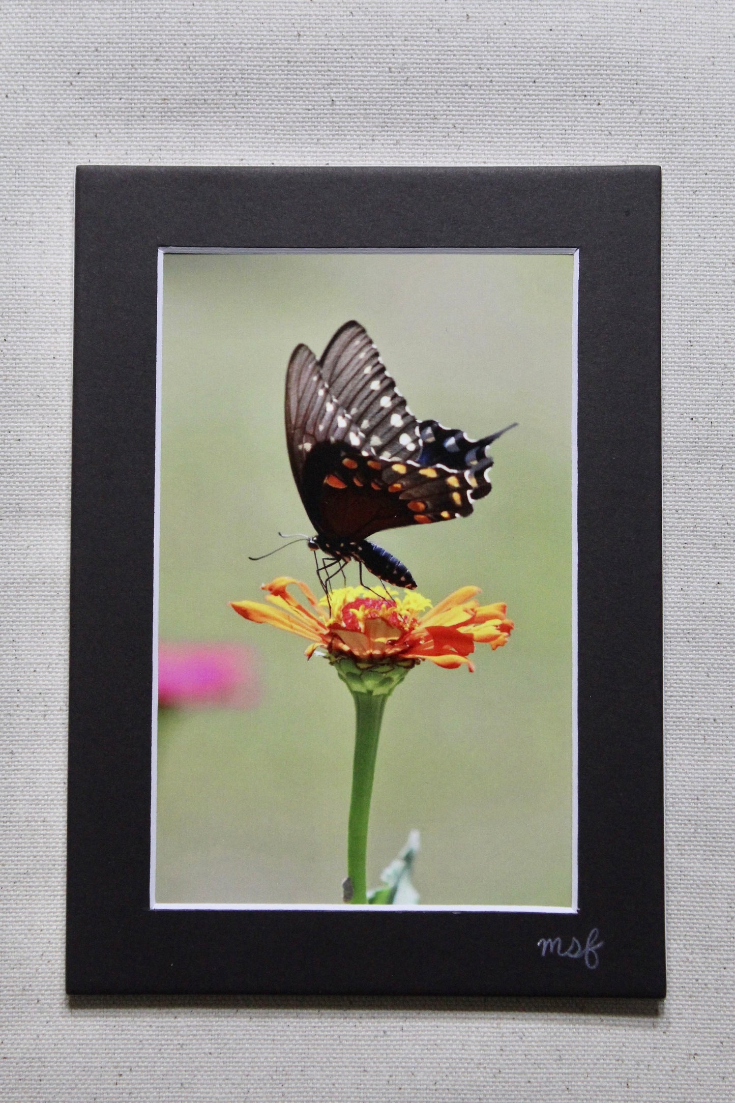 Butterfly 2 Print