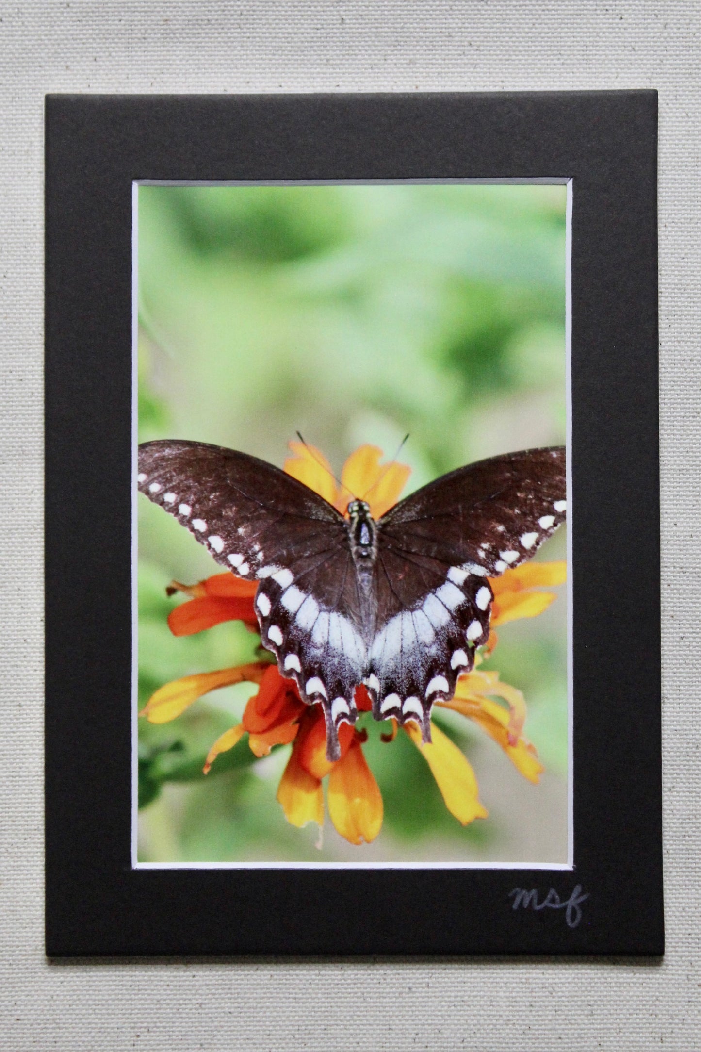 Butterfly 3 Print