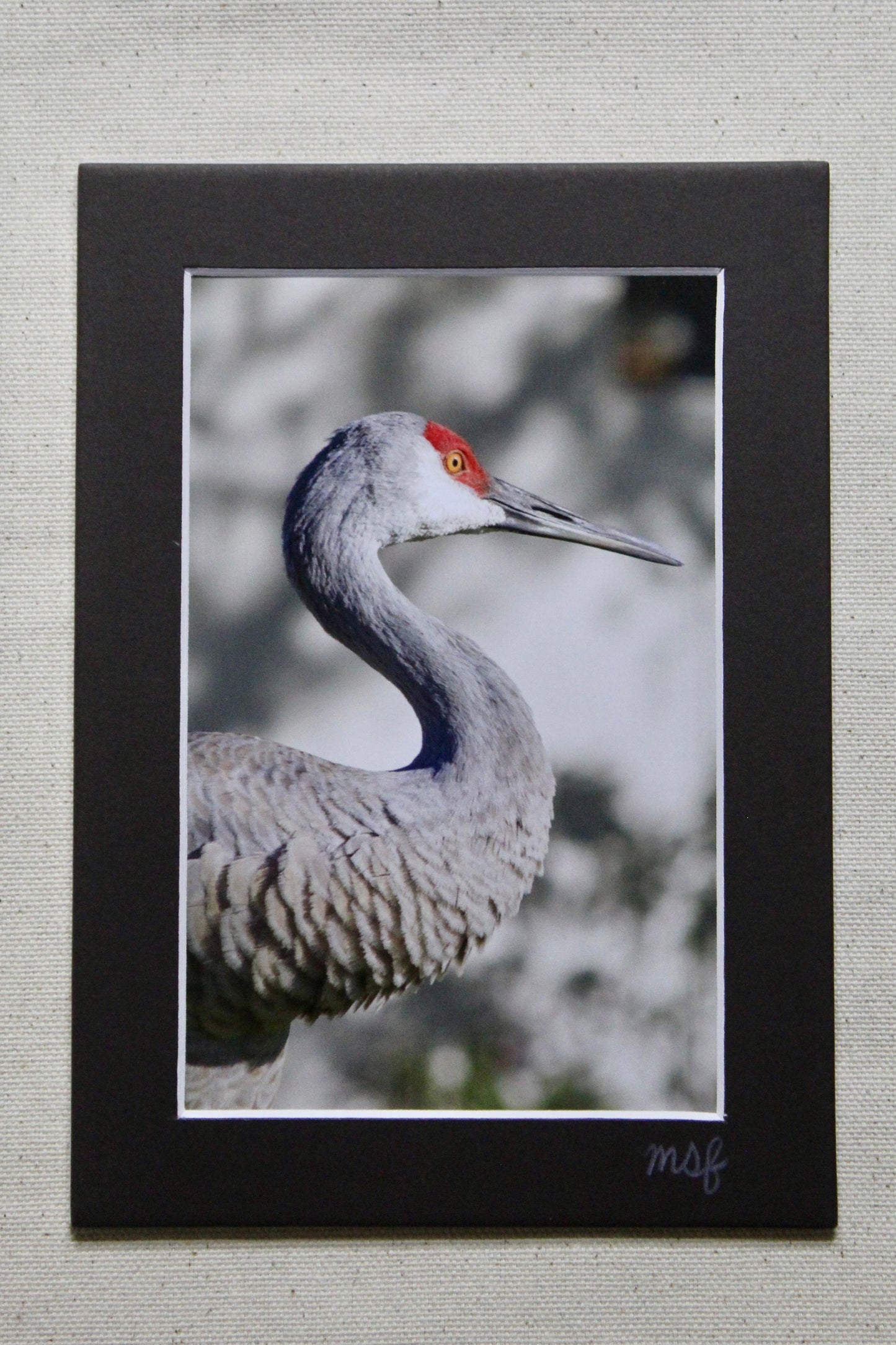 Sandhill Crane 2 Print
