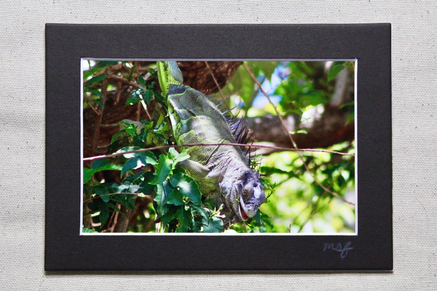 Iguana 2 Print