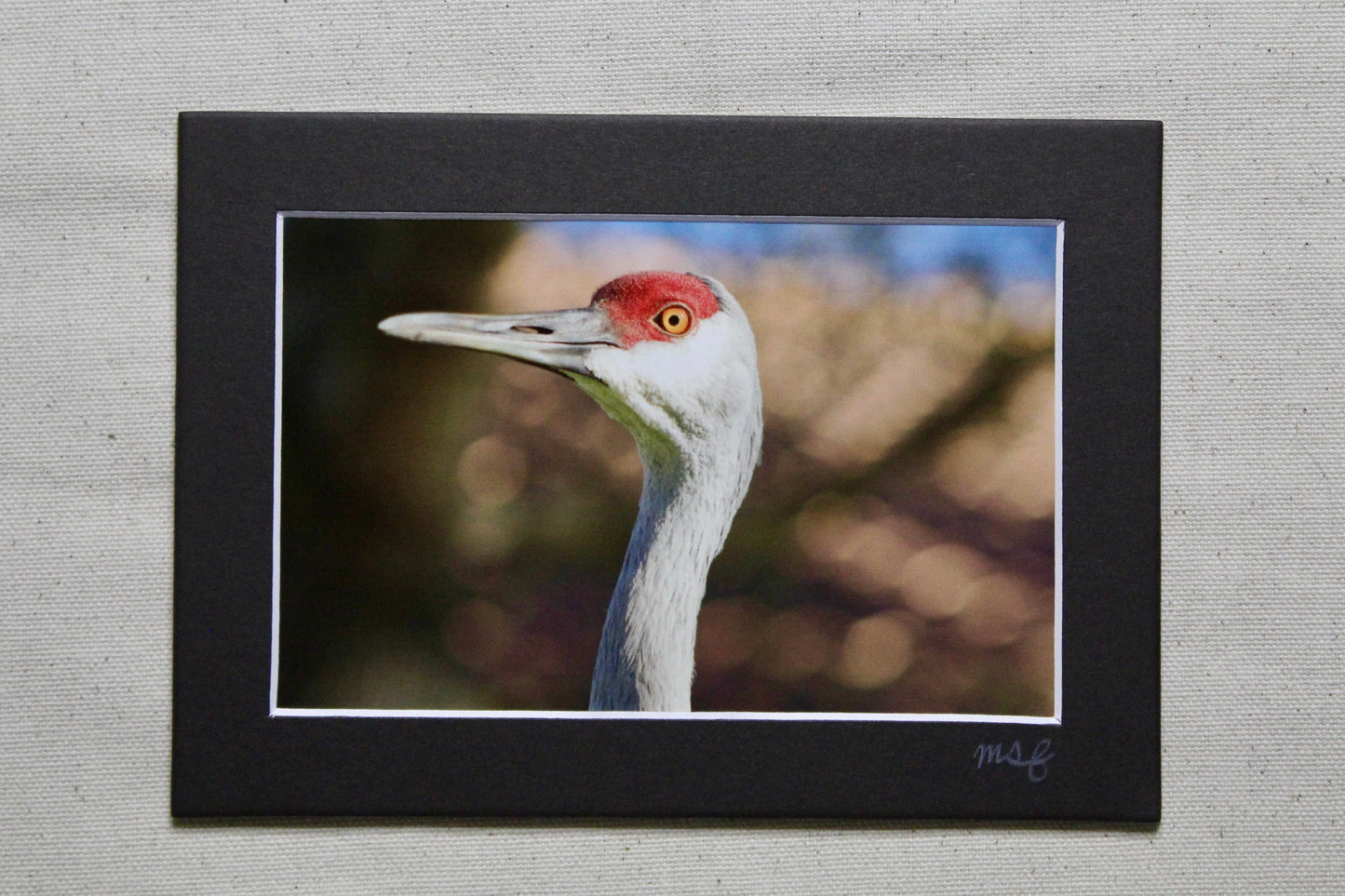 Sandhill Crane 1 Print