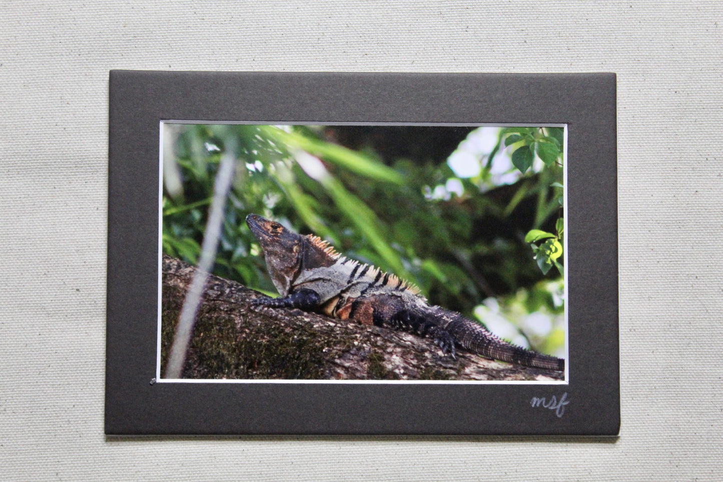 Iguana 1 Print